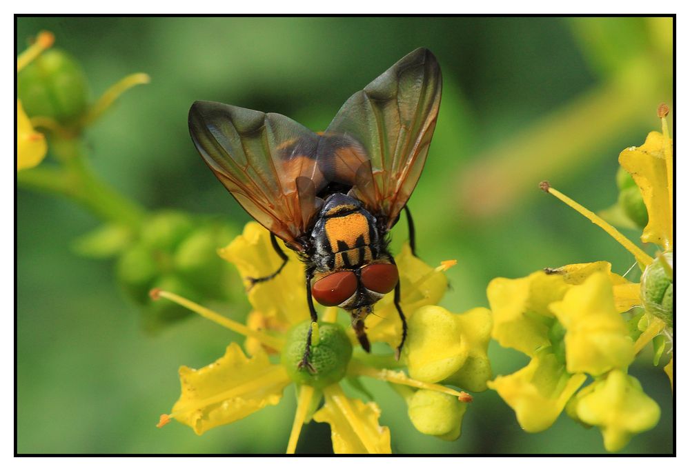 Raupenfliege (Alophora hemiptera) - Männchen