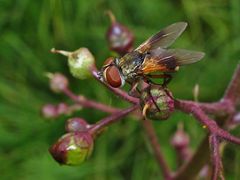 Raupenfliege an Braunwurz