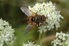 Raupenfliege, Art: Igelfliege ? Habe ich versucht zu bestimmen.