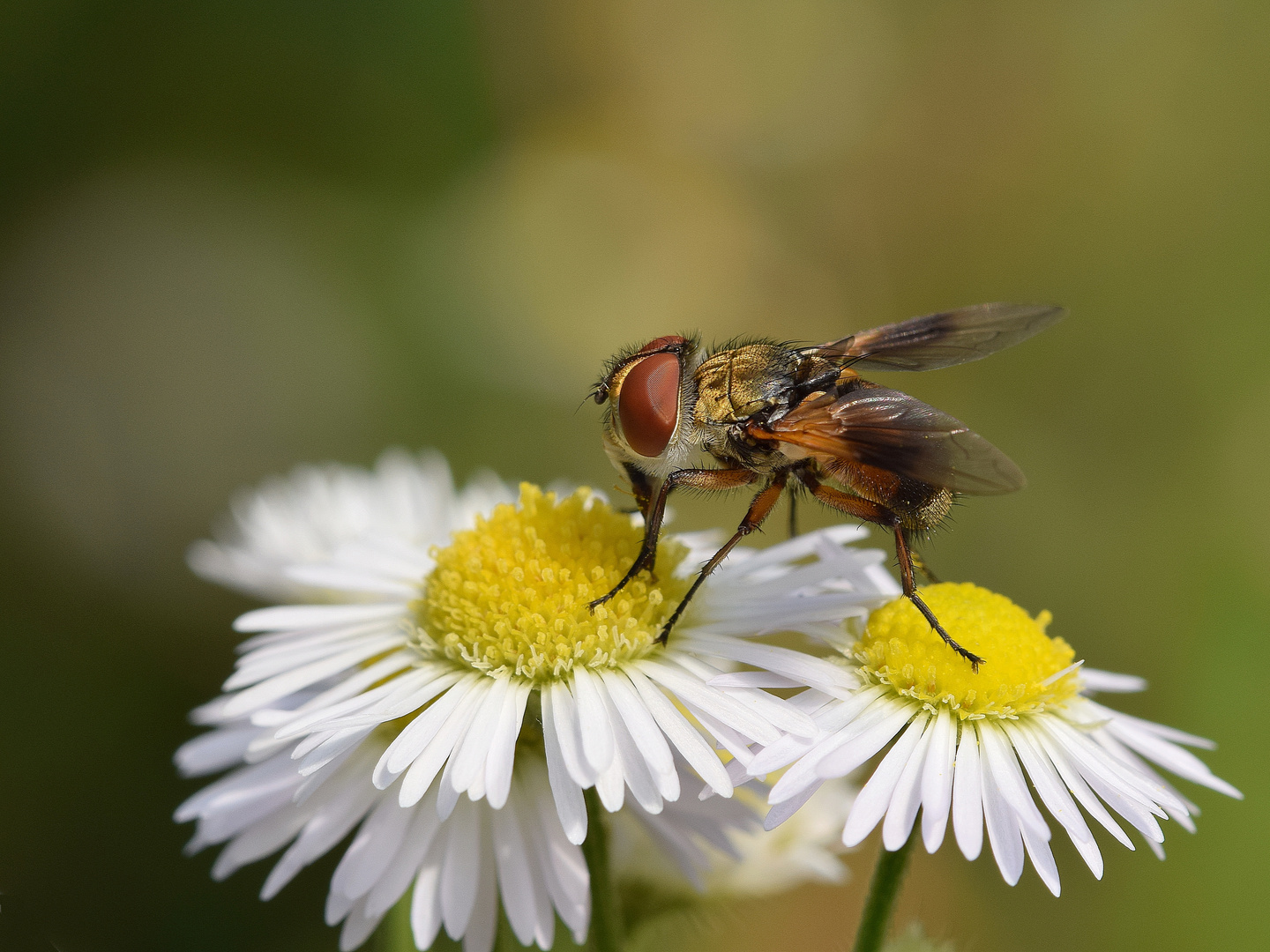 Raupenfliege auf Blüte.