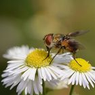 Raupenfliege auf Blüte.