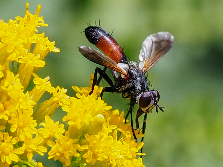 Raupenfliege auf Goldrute