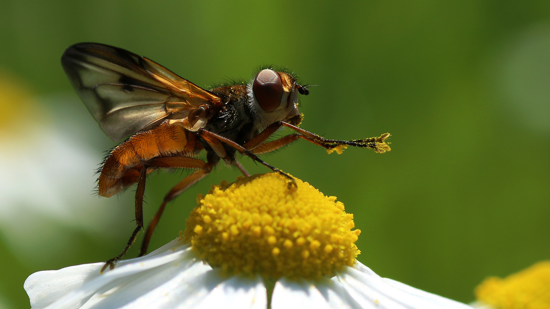 Raupenfliege auf kamille