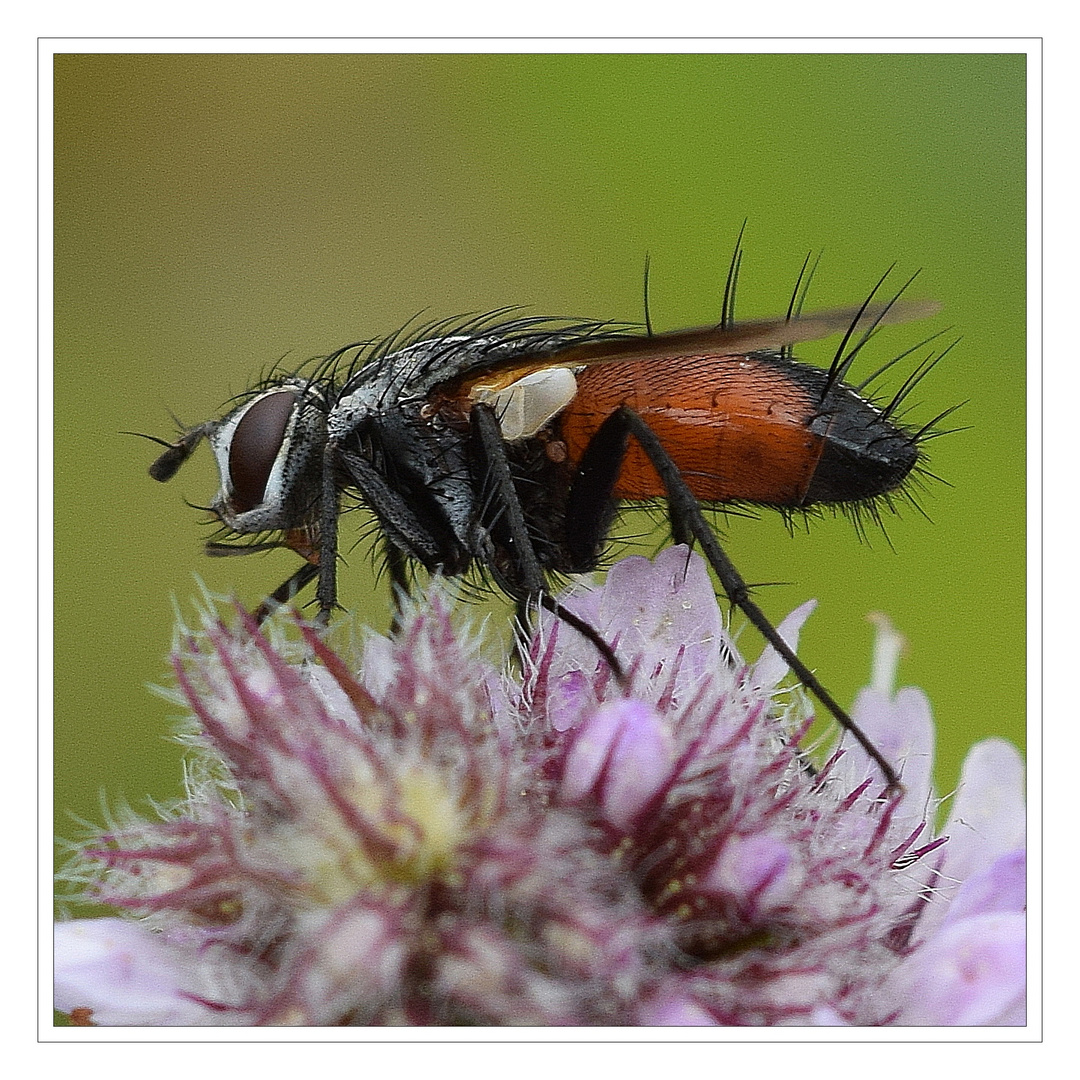 Raupenfliege auf Pfefferminzblüte.