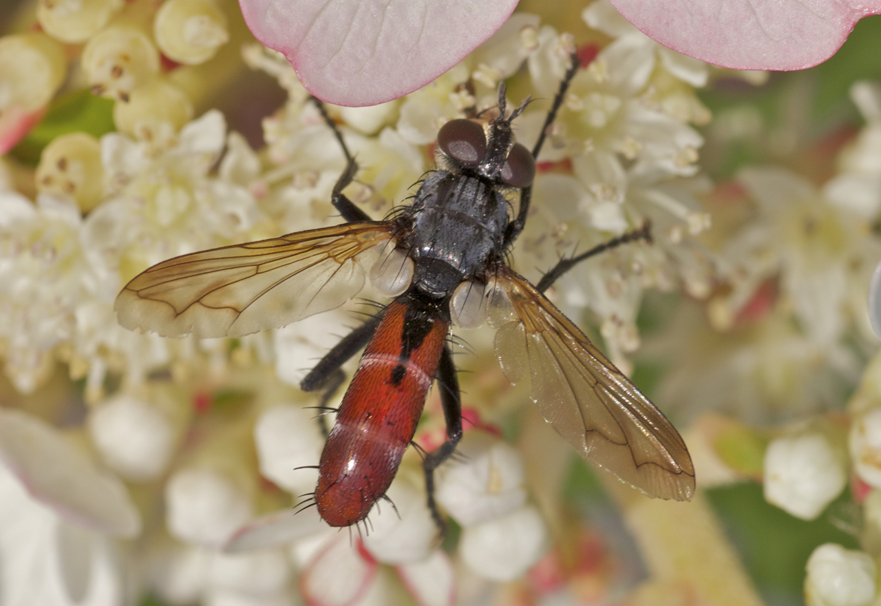 Raupenfliege auf Rispenhortensie