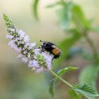 Raupenfliege auf Salbei