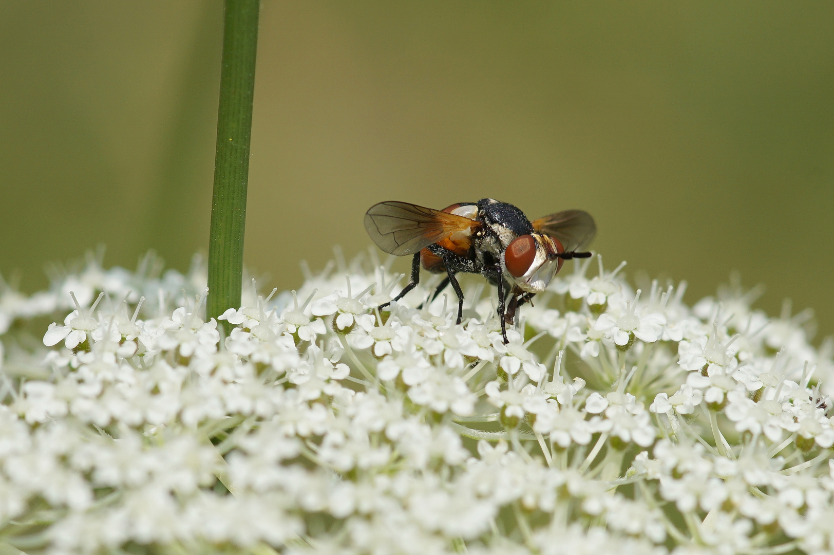 Raupenfliege