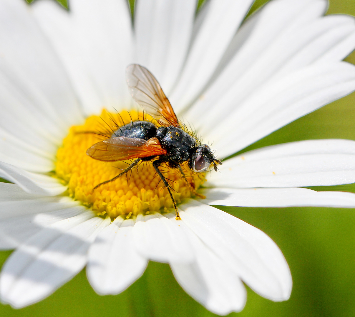 Raupenfliege