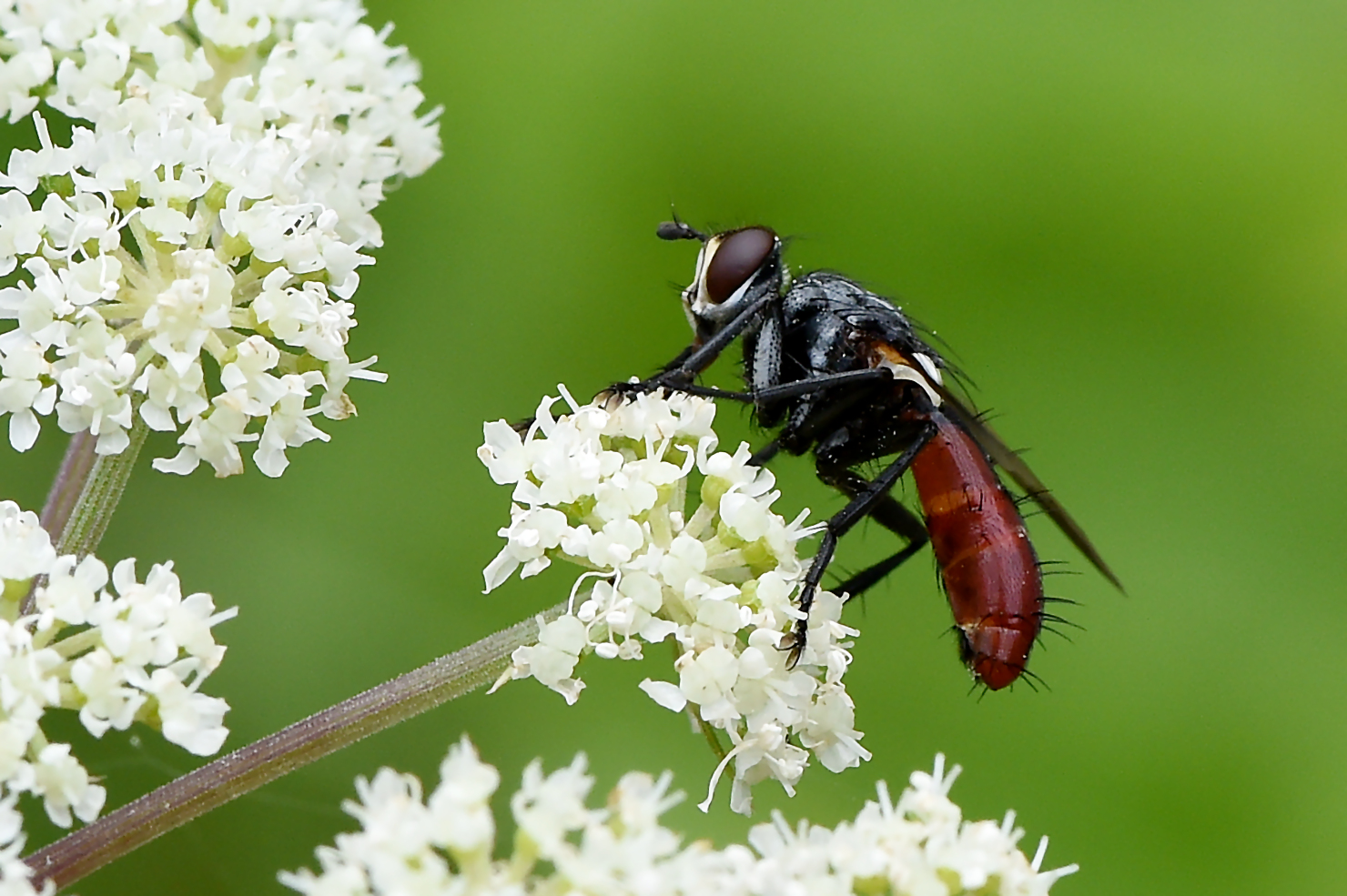 Raupenfliege