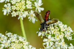 Raupenfliege (Cylindromia bicolor)