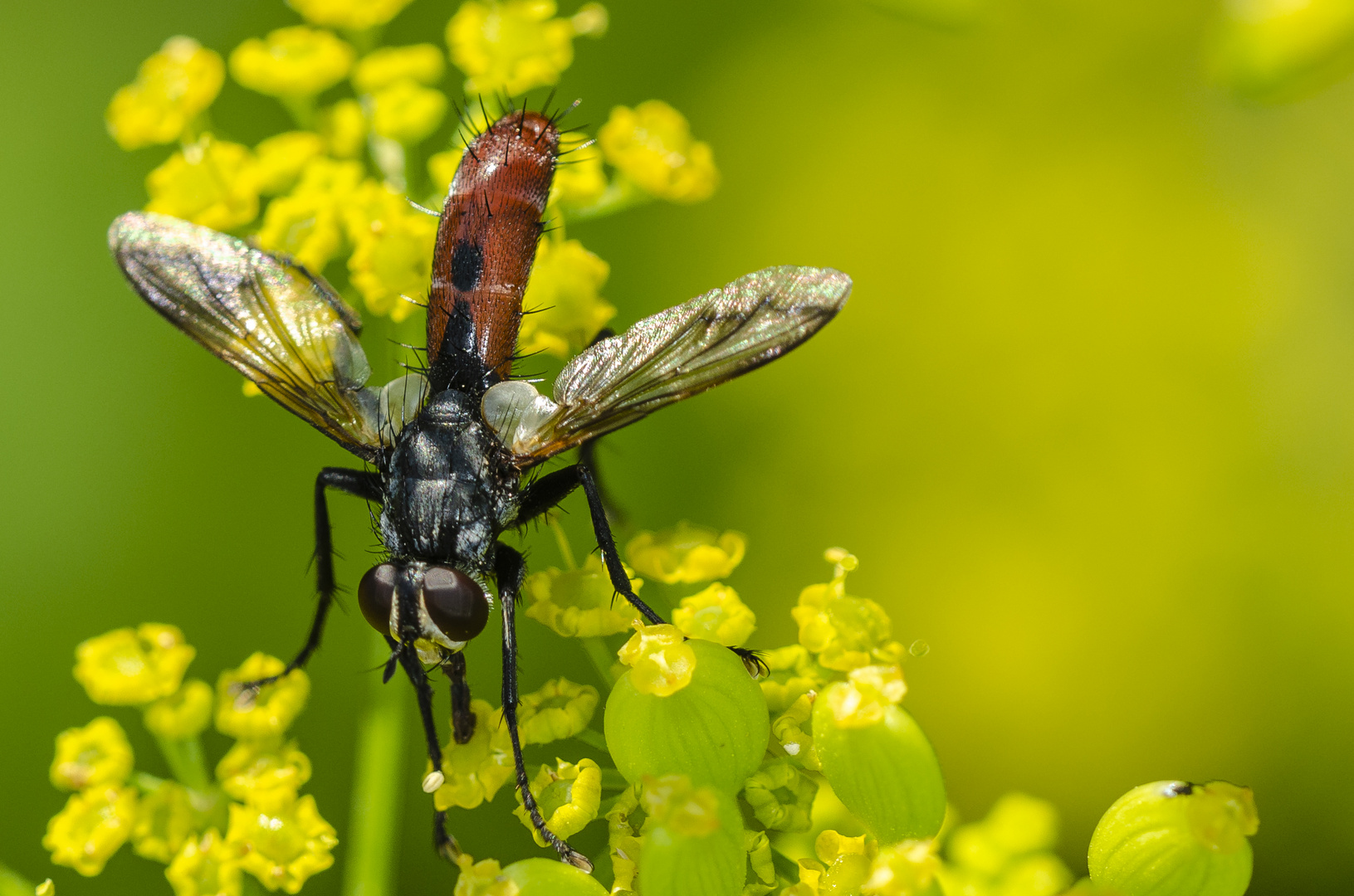 Raupenfliege (Cylindromia bicolor)