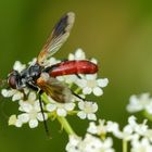 Raupenfliege (Cylindromia bicolor)