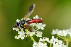 Raupenfliege (Cylindromia bicolor)