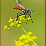 raupenfliege (cylindromyia bicolor).....