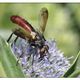 Raupenfliege (Cylindromyia bicolor)