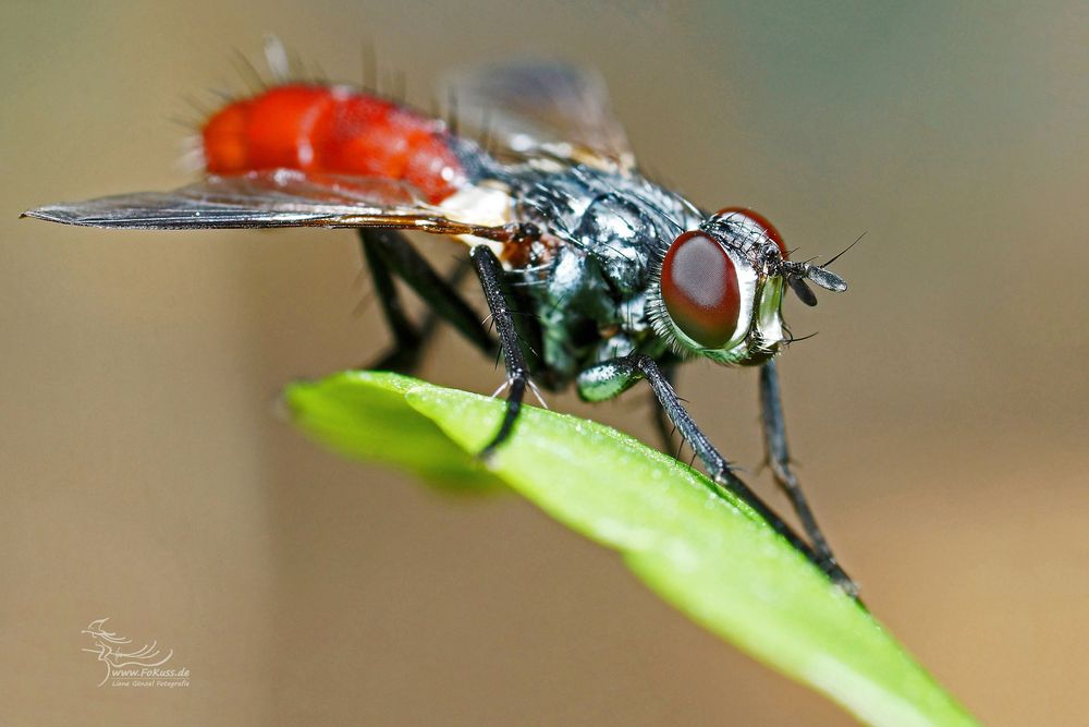 Raupenfliege (Cylindromyia bicolor)