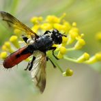 Raupenfliege (Cylindromyia bicolor)