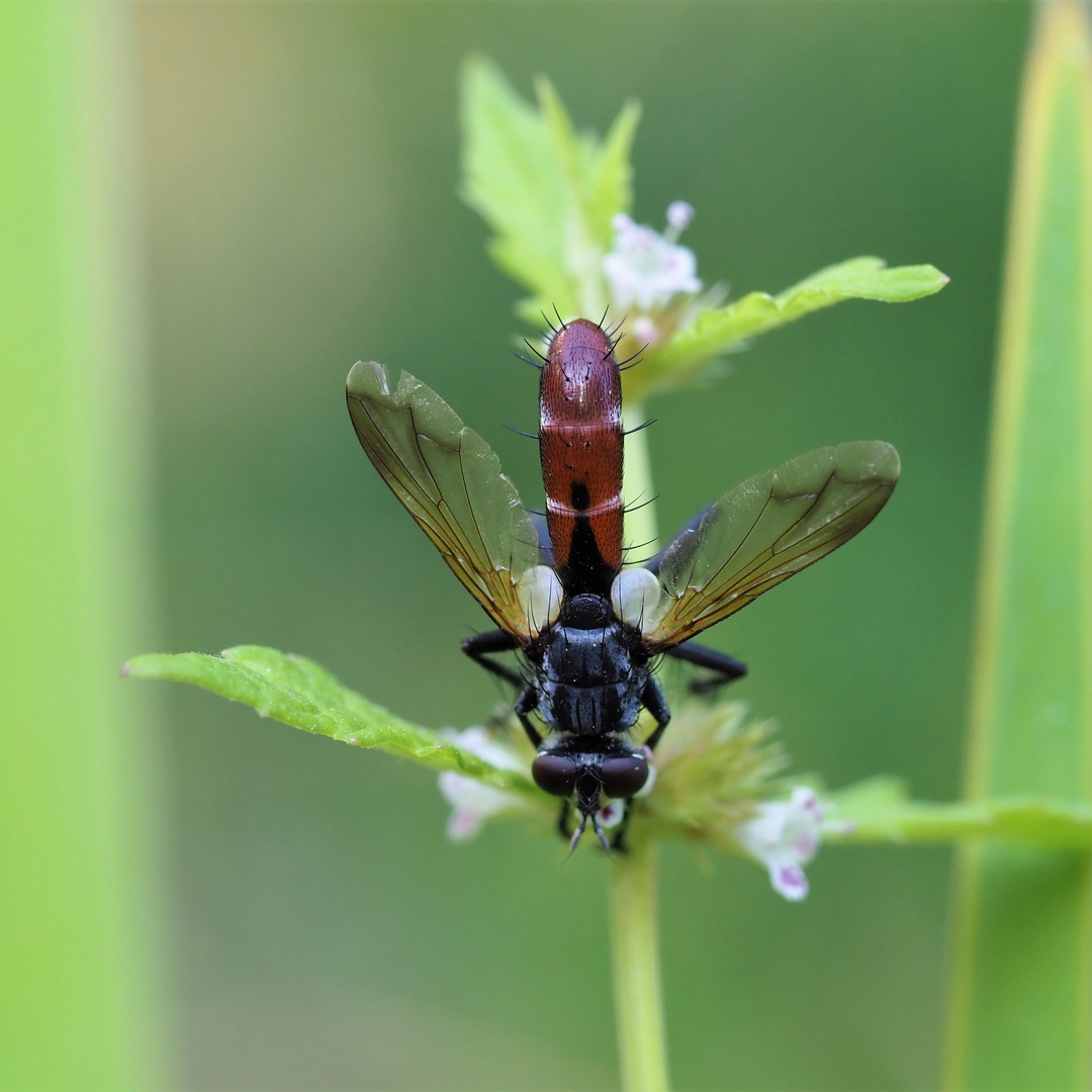 Raupenfliege (Cylindromyia bicolor)