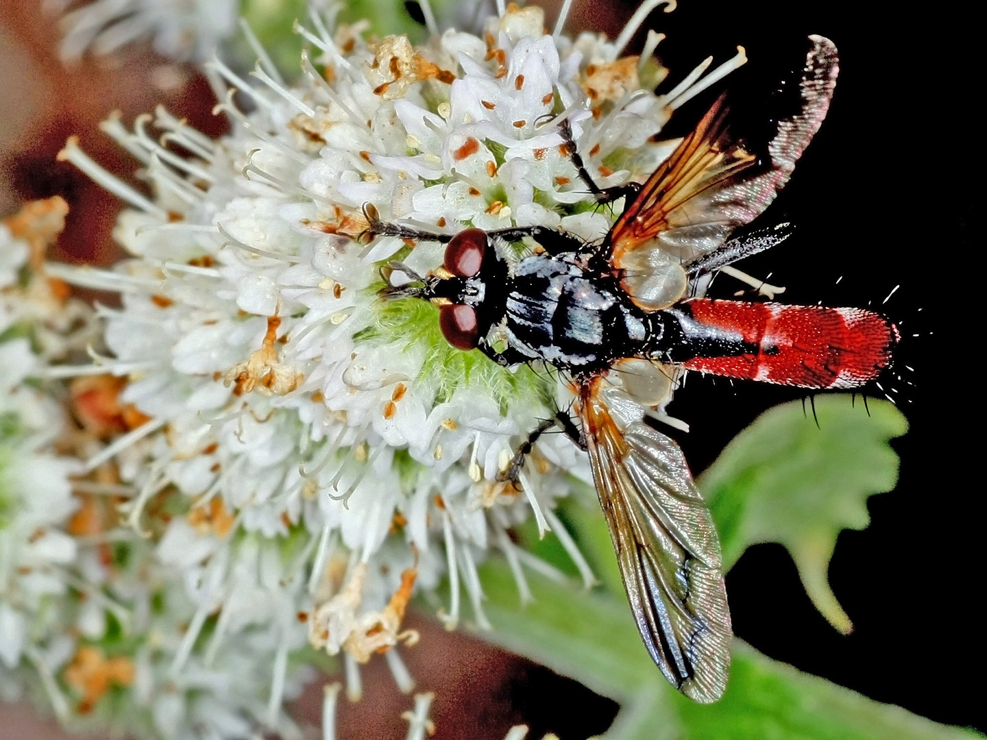 Raupenfliege (Cylindromyia bicolor).......