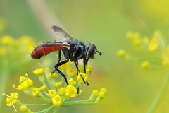 Raupenfliege (Cylindromyia bicolor)