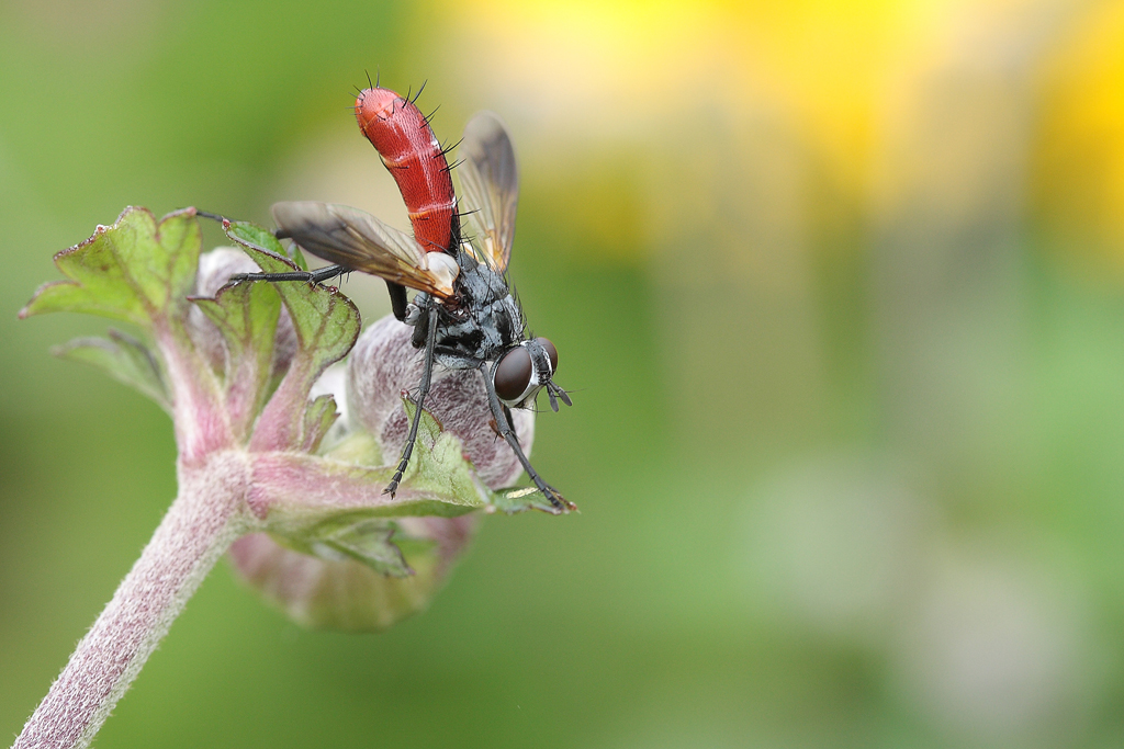 raupenfliege (cylindromyia bicolor)