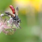 raupenfliege (cylindromyia bicolor)