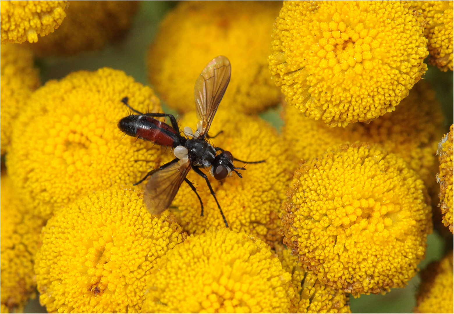 Raupenfliege Cylindromyia bicolor