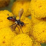 Raupenfliege Cylindromyia bicolor