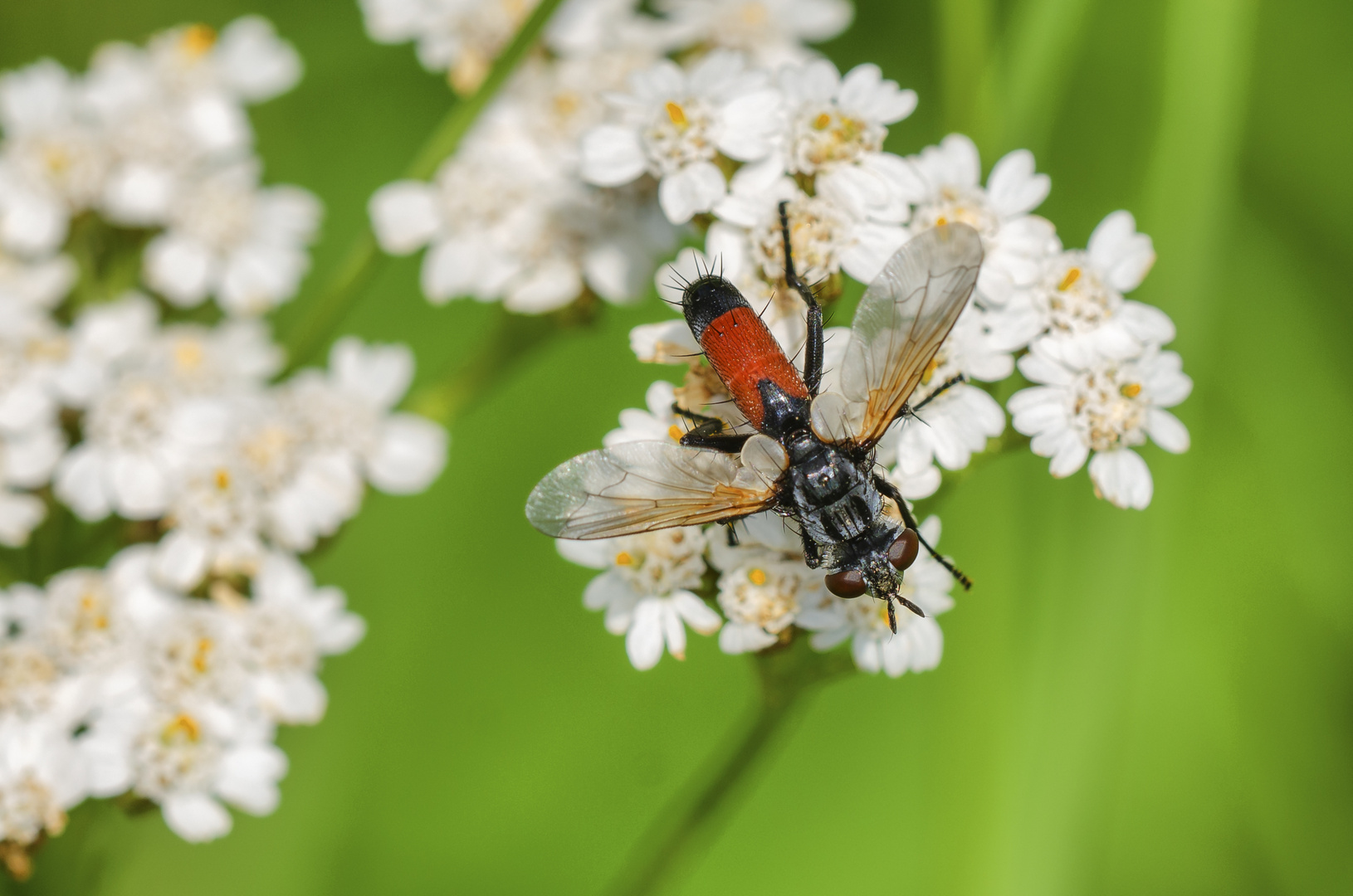 Raupenfliege (Cylindromyia bicolor)