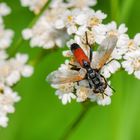 Raupenfliege (Cylindromyia bicolor)