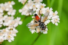 Raupenfliege (Cylindromyia bicolor)