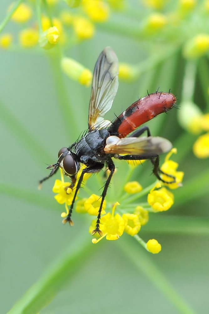 Raupenfliege (Cylindromyia bicolor)