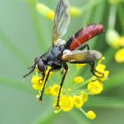 Raupenfliege (Cylindromyia bicolor)