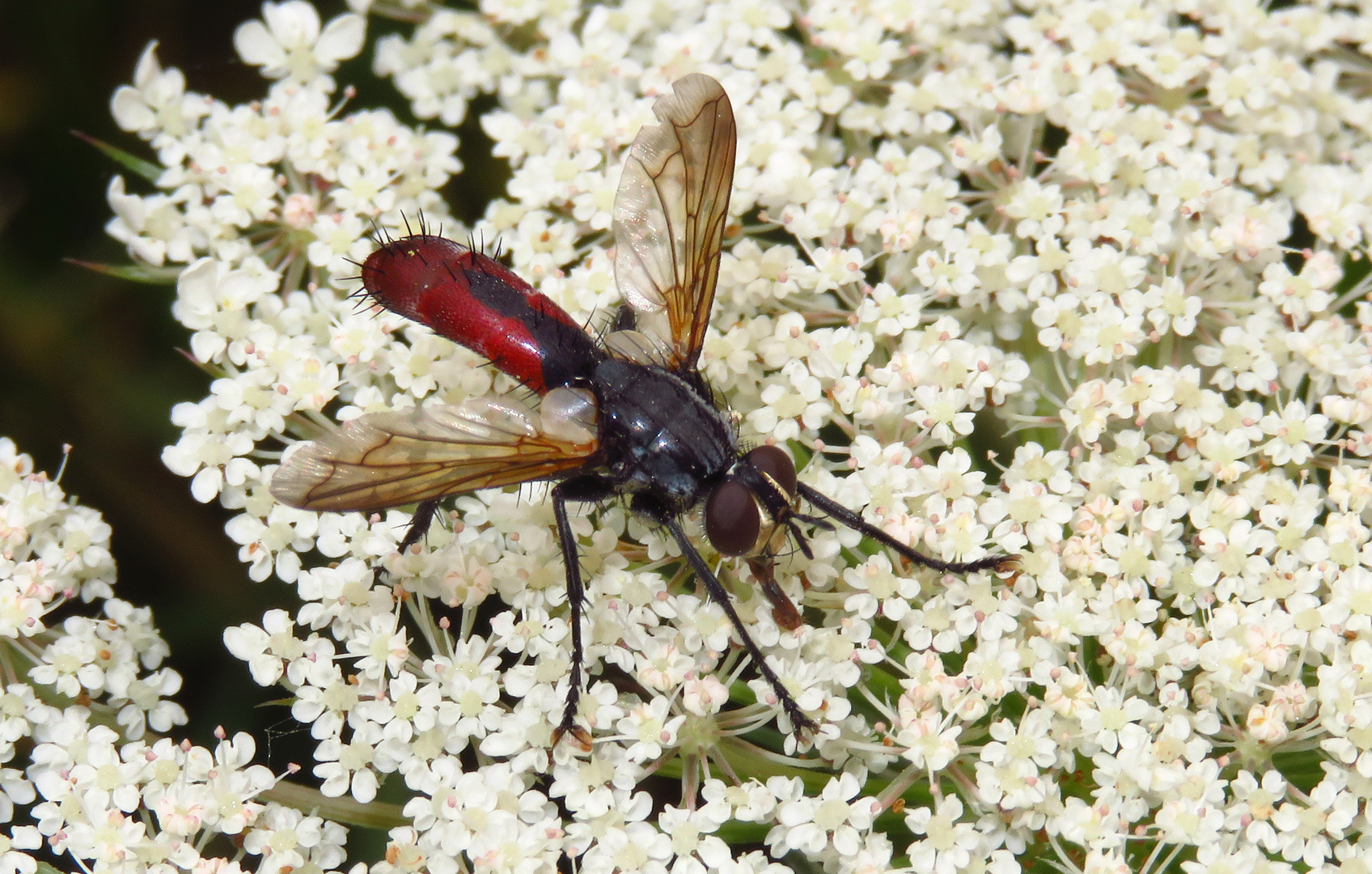 Raupenfliege, Cylindromyia bicolor, Männchen auf der Blüte der Wilden Möhre