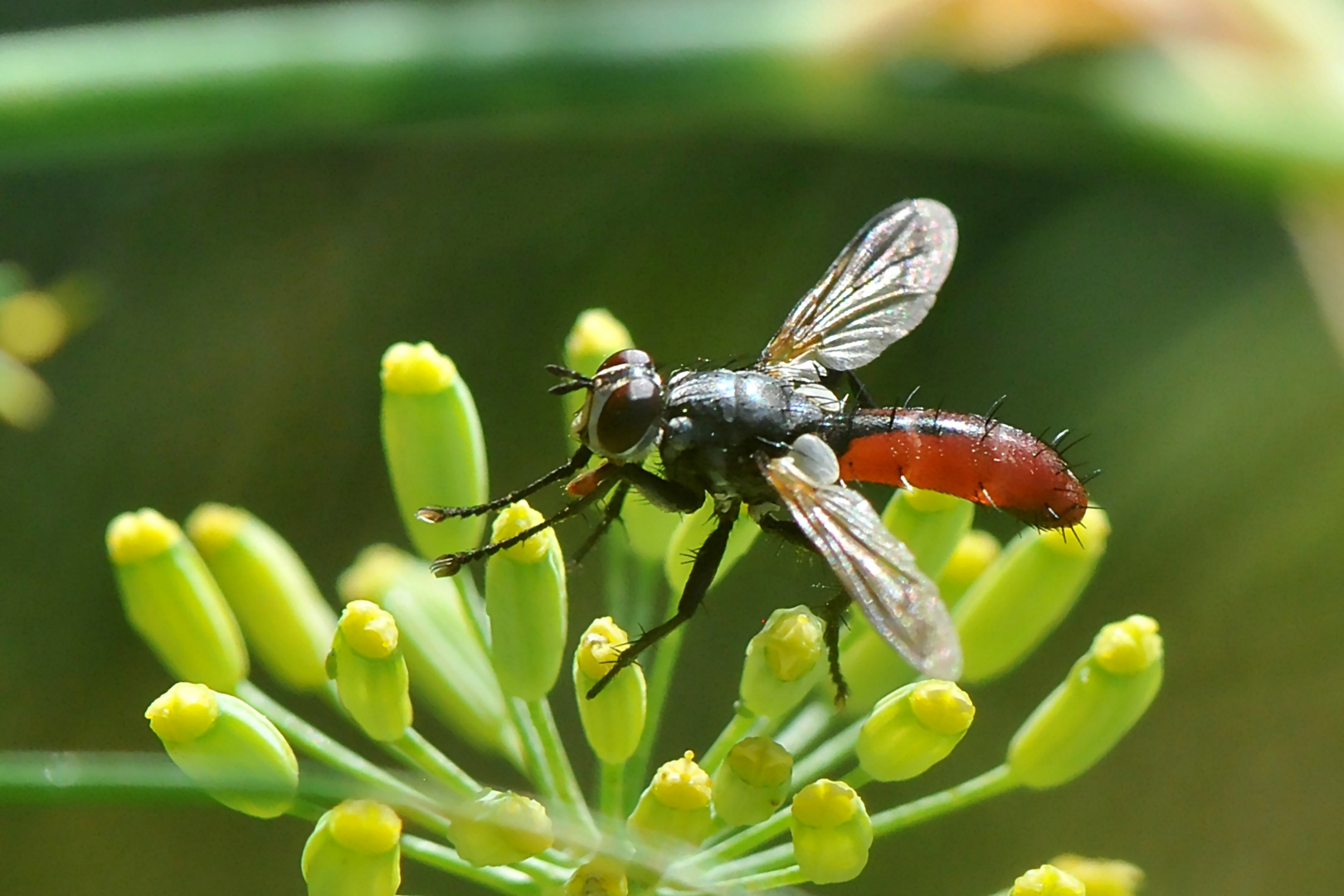 Raupenfliege (Cylindromyia bicolor) Profil