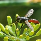 Raupenfliege (Cylindromyia bicolor) Profil