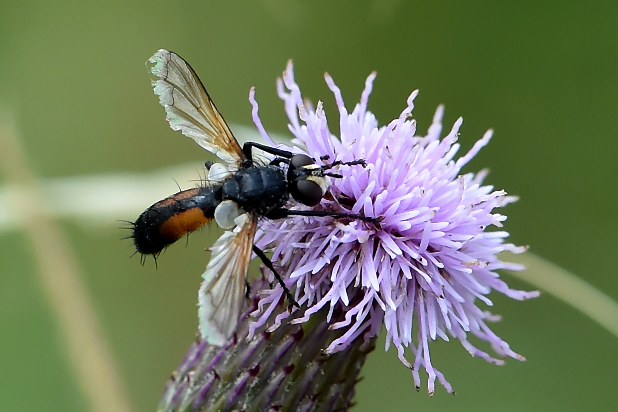 Raupenfliege Cylindromyia interrupta