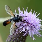 Raupenfliege Cylindromyia interrupta