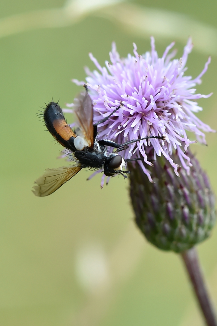  Raupenfliege Cylindromyia interrupta 