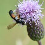  Raupenfliege Cylindromyia interrupta 