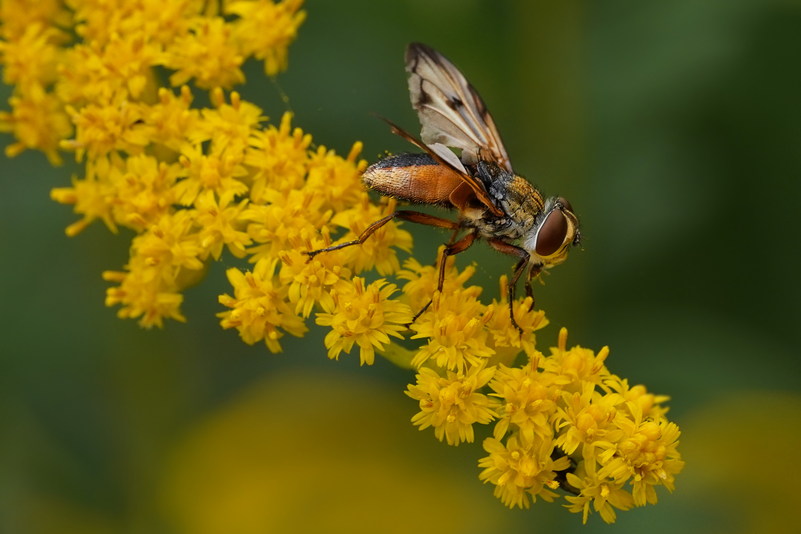 Raupenfliege