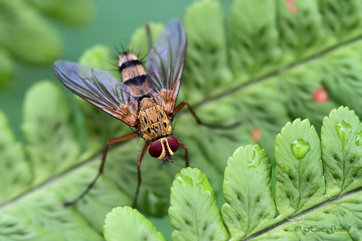 Raupenfliege (Dexiosoma canina)