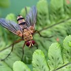 Raupenfliege (Dexiosoma canina)