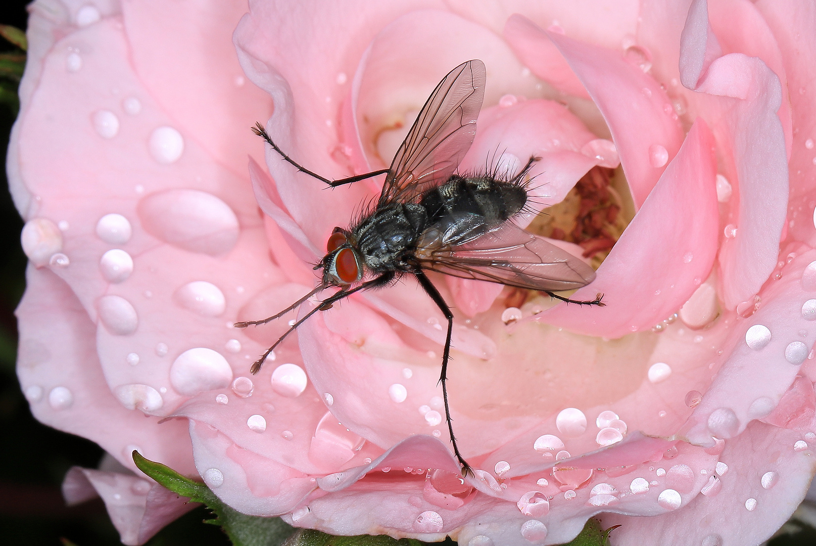 Raupenfliege, Dinera ferina auf einer regennassen Rosenblüte