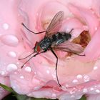 Raupenfliege, Dinera ferina auf einer regennassen Rosenblüte