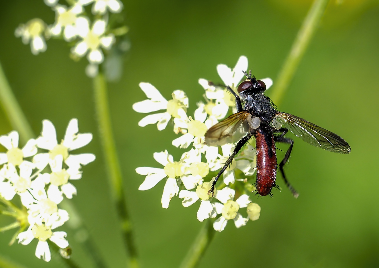 Raupenfliege