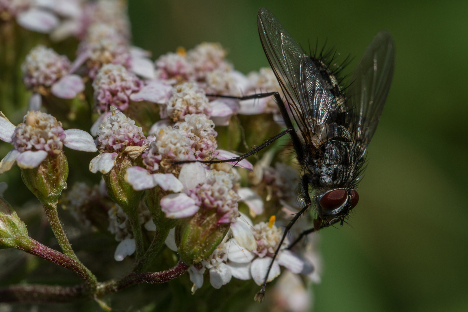 Raupenfliege