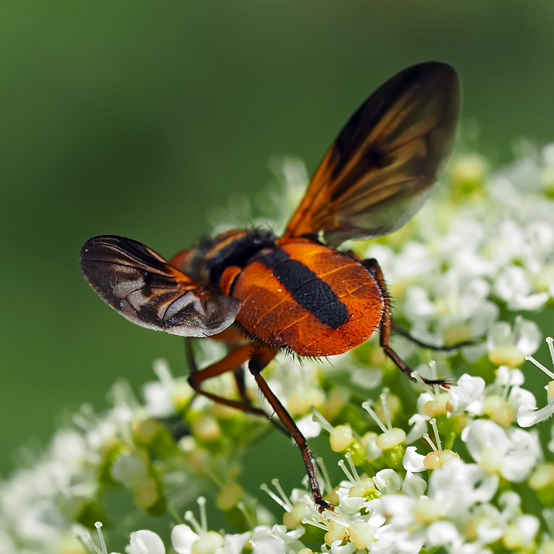 Raupenfliege (Ektophasia crassipennis) *