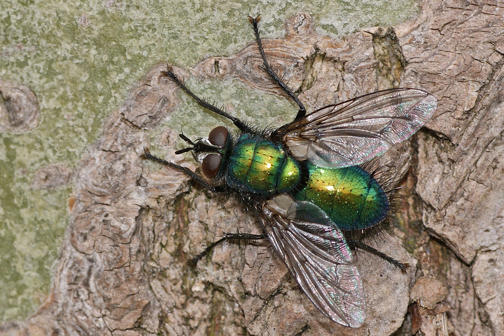 Raupenfliege (Gymnochaeta viridis)