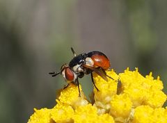 Raupenfliege (Gymnosoma rotundatum)